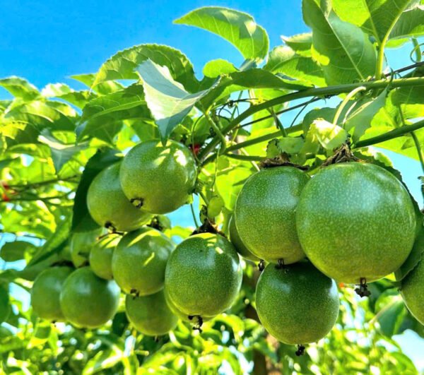 Passion Fruit